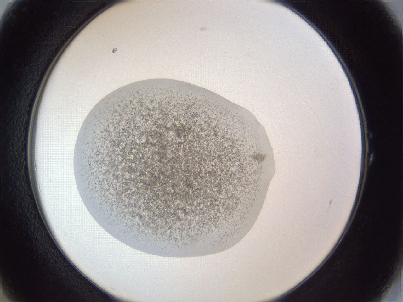 folderID252_plateID1252_batchID3997_wellNum1_profileID1_d2_r72463_ef.jpg