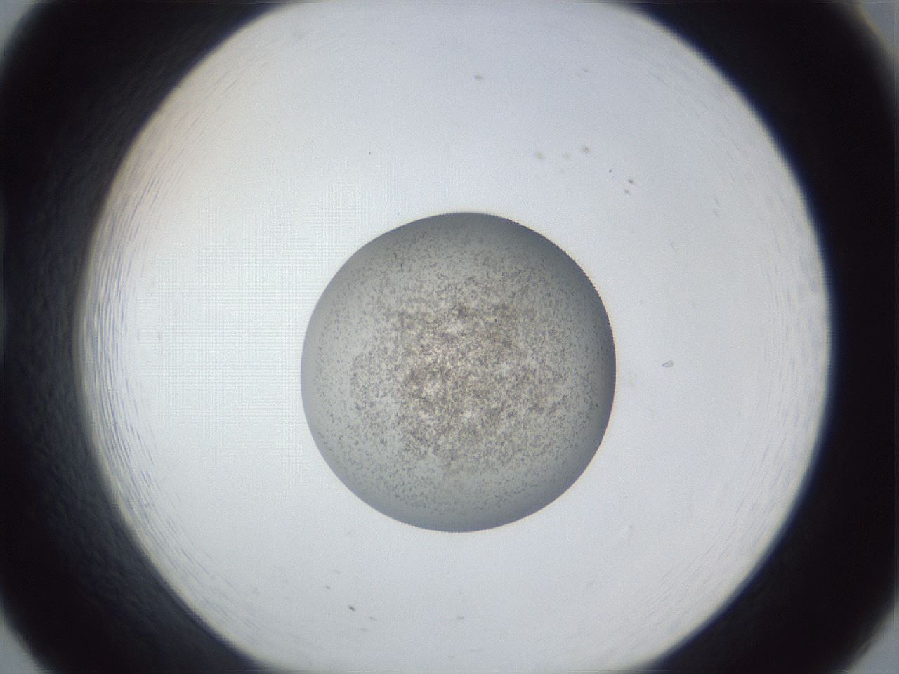folderID252_plateID1252_batchID3997_wellNum20_profileID1_d1_r72500_ef.jpg