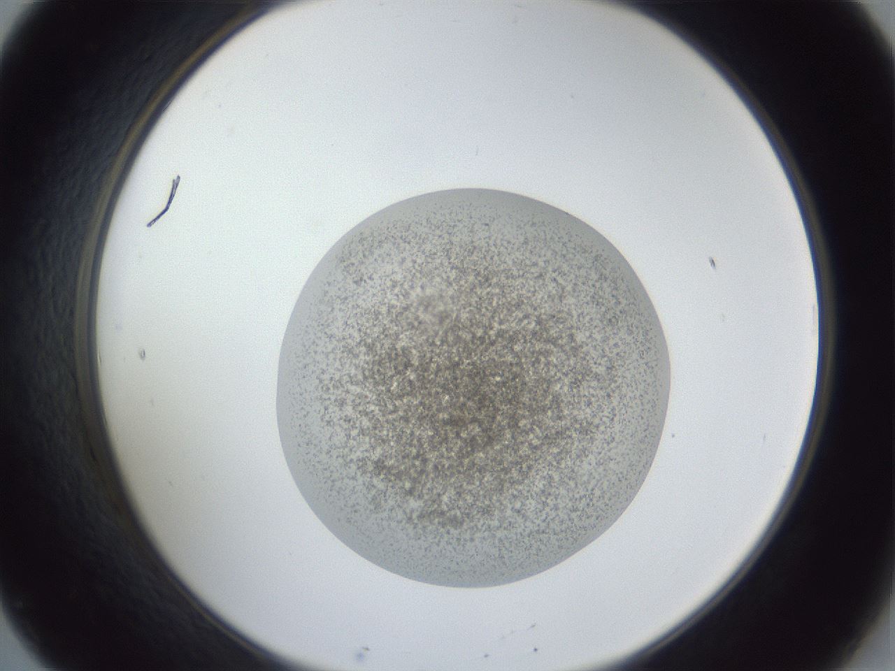 folderID252_plateID1252_batchID3997_wellNum20_profileID1_d2_r72501_ef.jpg