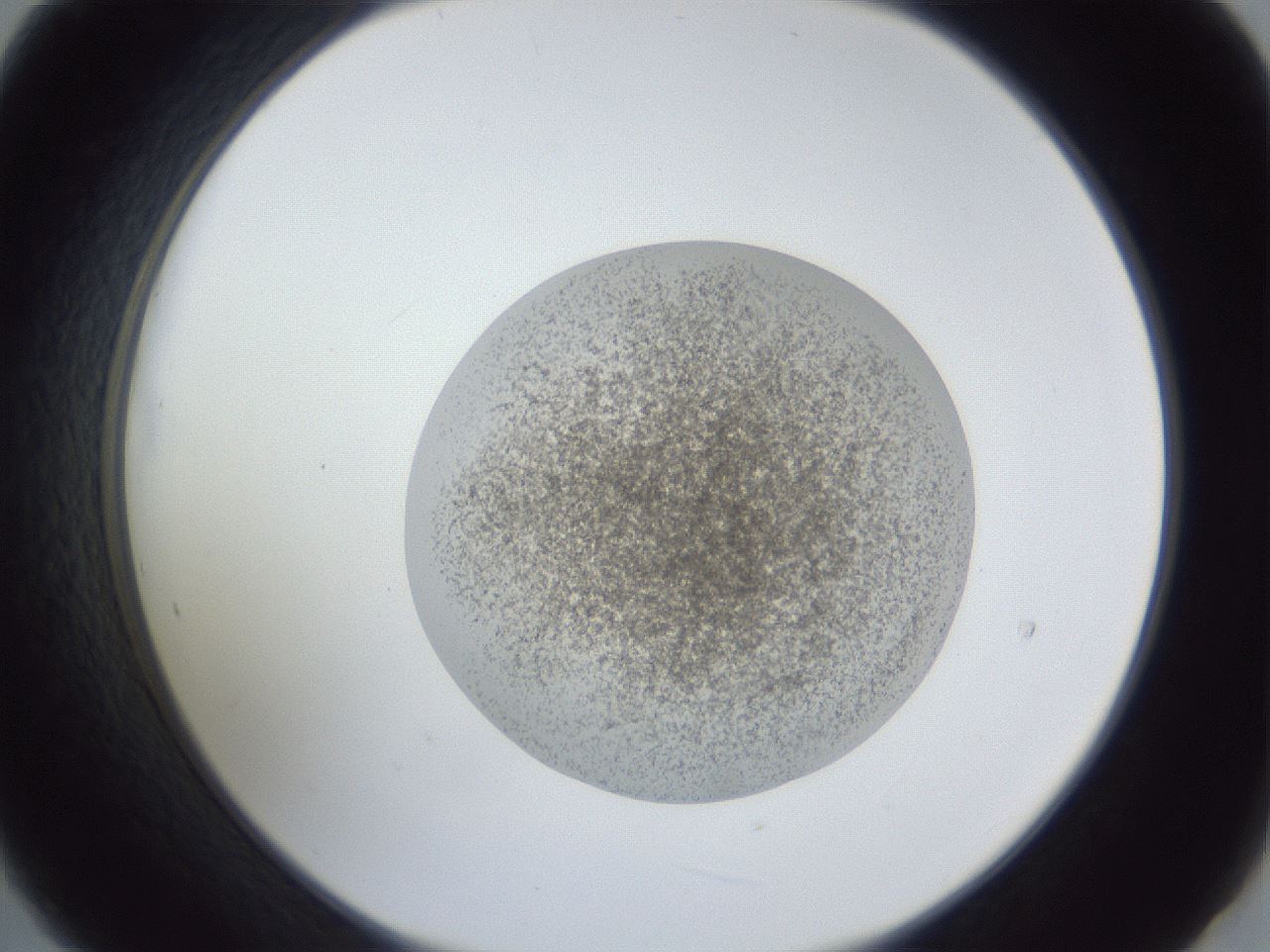 folderID252_plateID1252_batchID3997_wellNum21_profileID1_d2_r72503_ef.jpg