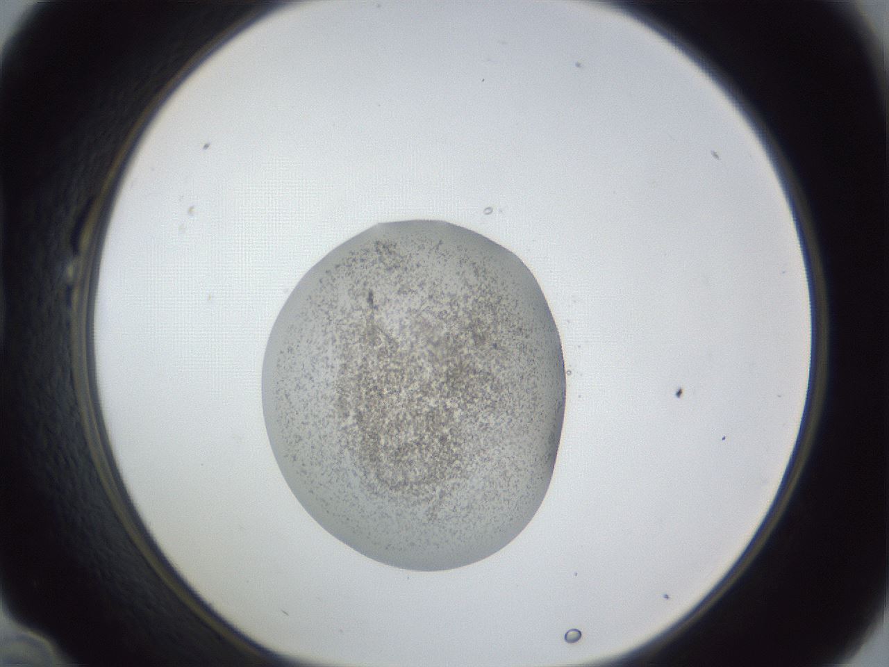 folderID252_plateID1252_batchID3997_wellNum22_profileID1_d1_r72504_ef.jpg