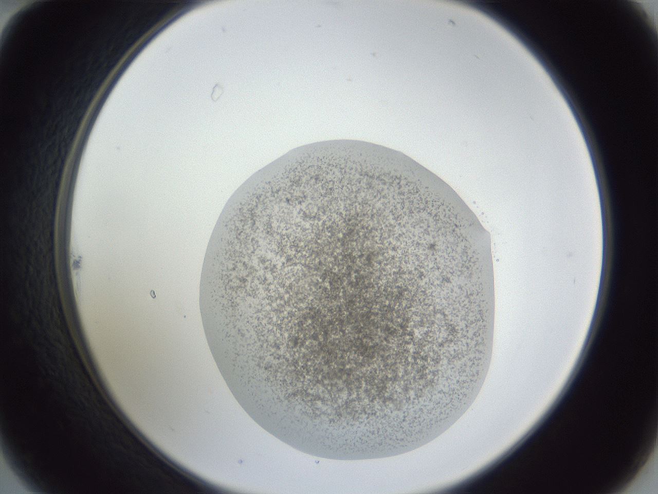 folderID252_plateID1252_batchID3997_wellNum22_profileID1_d2_r72505_ef.jpg