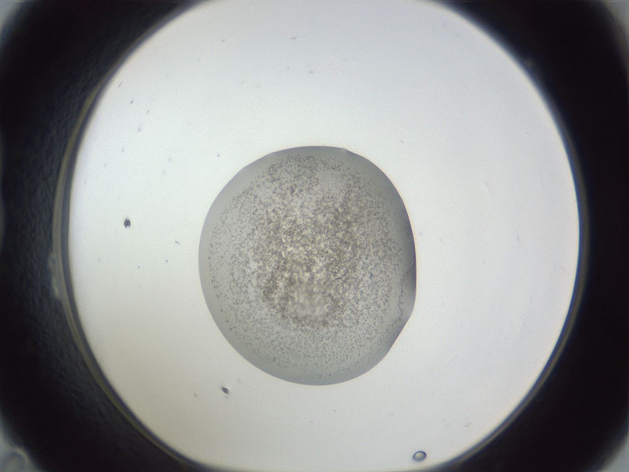 folderID252_plateID1252_batchID3997_wellNum23_profileID1_d1_r72506_ef.jpg