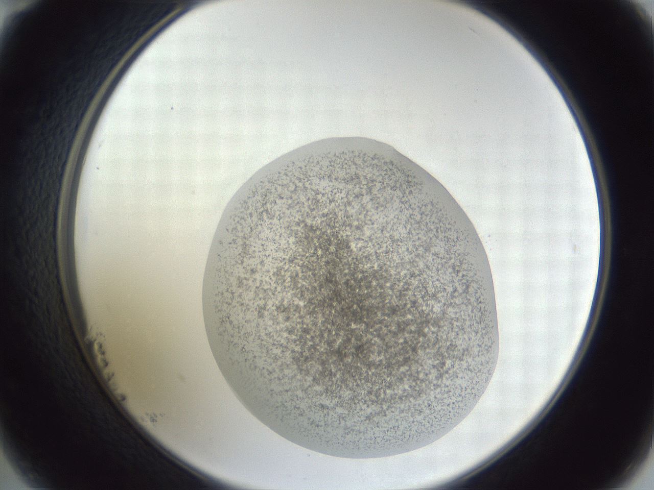 folderID252_plateID1252_batchID3997_wellNum23_profileID1_d2_r72507_ef.jpg