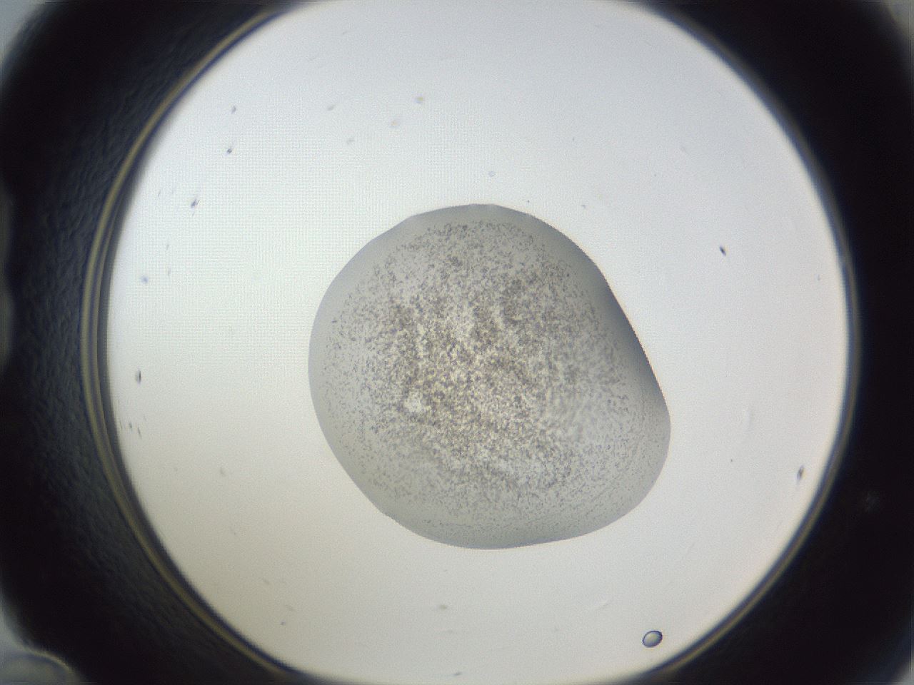 folderID252_plateID1252_batchID3997_wellNum24_profileID1_d1_r72508_ef.jpg