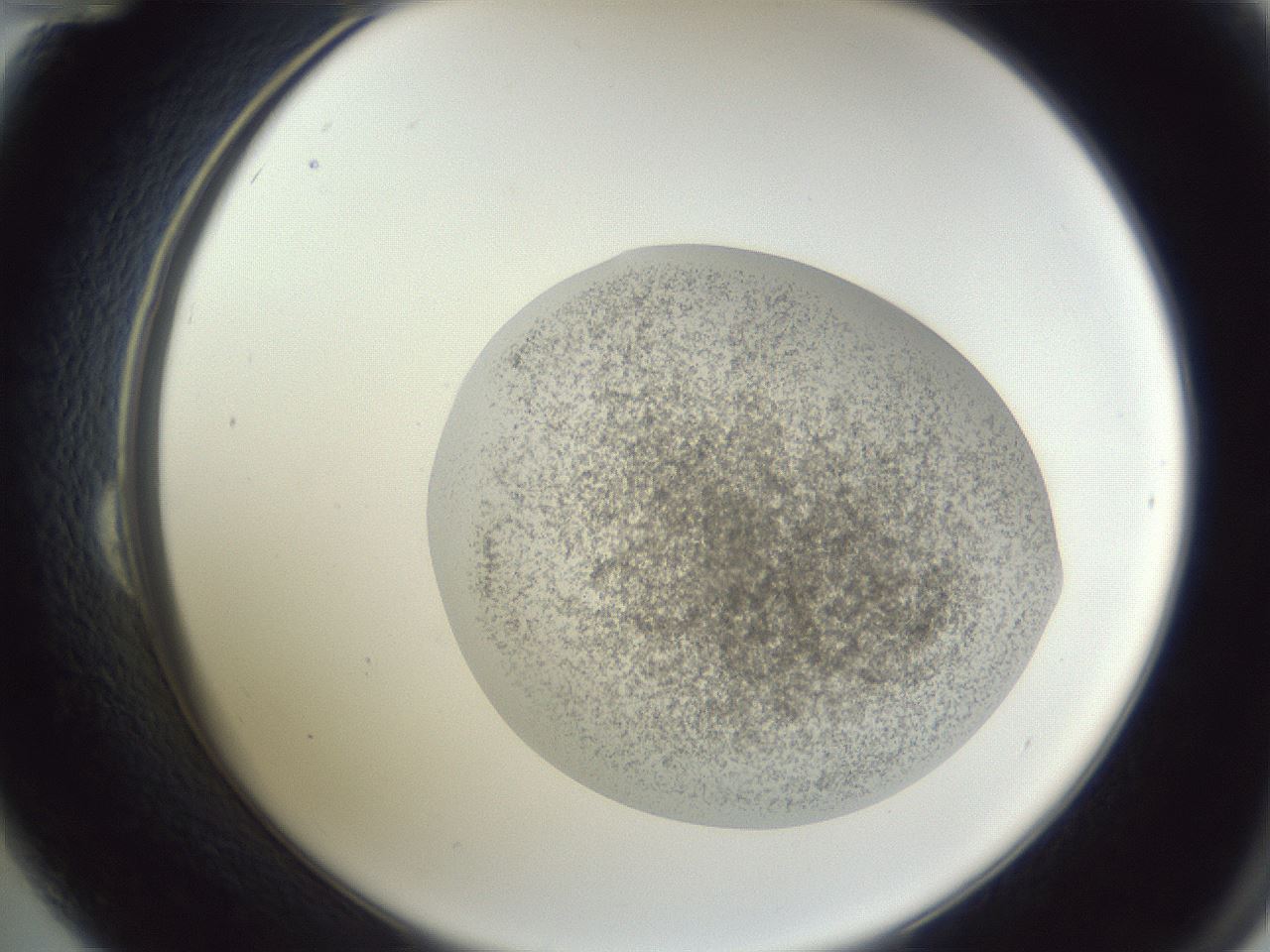 folderID252_plateID1252_batchID3997_wellNum24_profileID1_d2_r72509_ef.jpg
