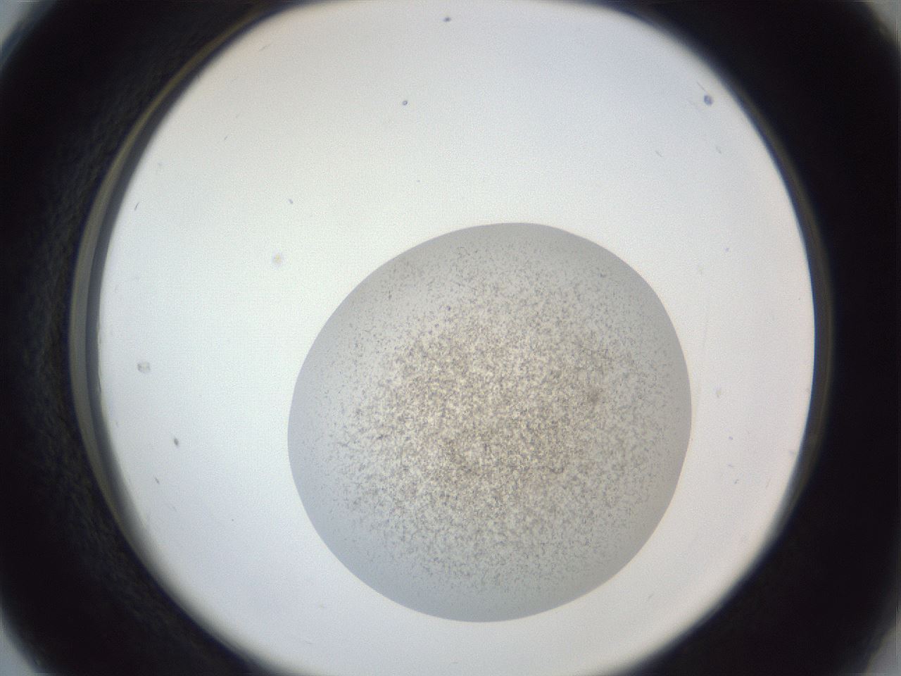 folderID252_plateID1252_batchID3997_wellNum28_profileID1_d2_r72517_ef.jpg