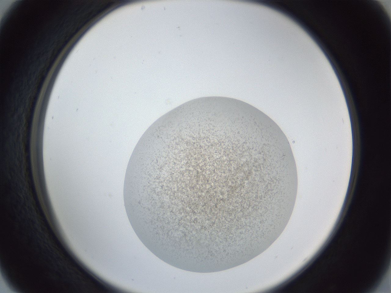 folderID252_plateID1252_batchID3997_wellNum29_profileID1_d2_r72519_ef.jpg