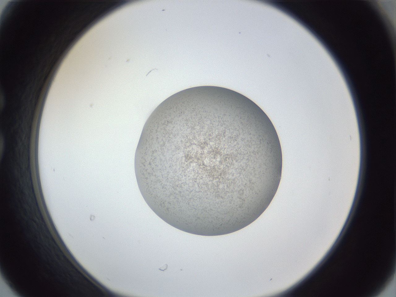 folderID252_plateID1252_batchID3997_wellNum30_profileID1_d1_r72520_ef.jpg