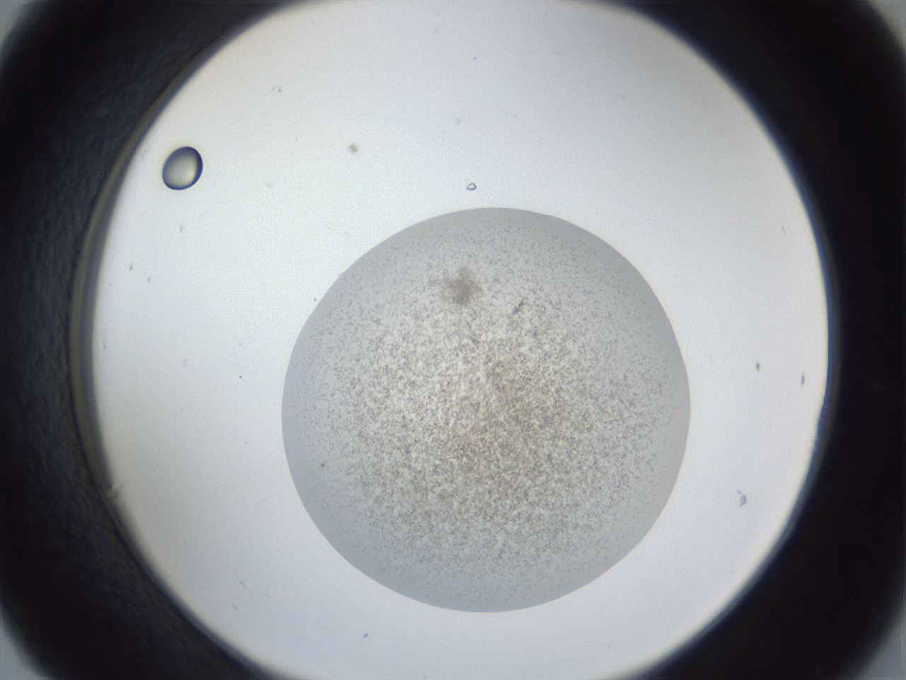 folderID252_plateID1252_batchID3997_wellNum30_profileID1_d2_r72521_ef.jpg