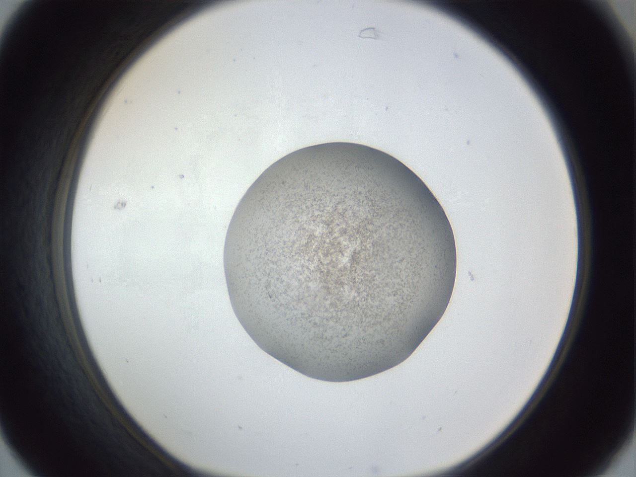 folderID252_plateID1252_batchID3997_wellNum31_profileID1_d1_r72522_ef.jpg