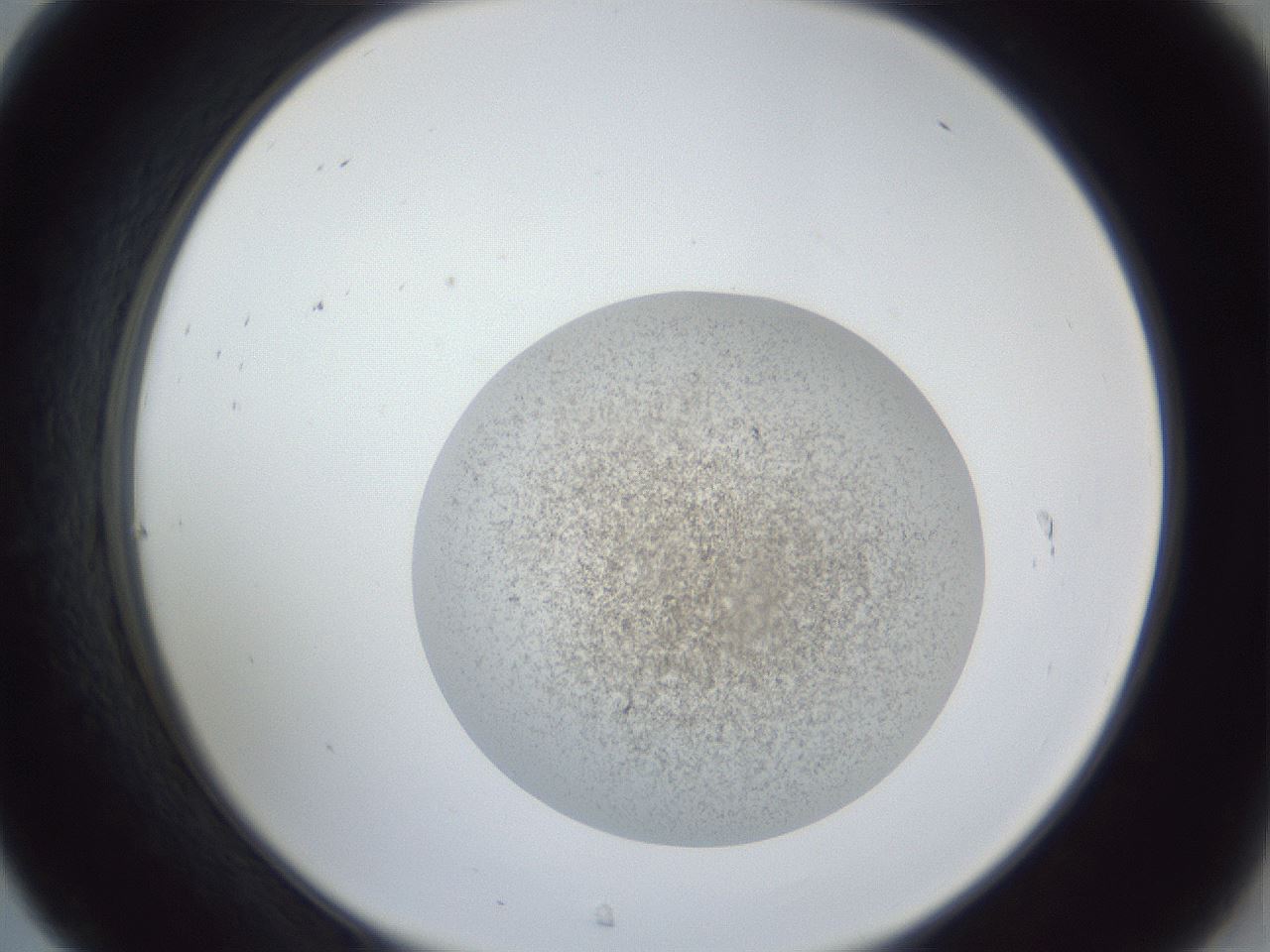 folderID252_plateID1252_batchID3997_wellNum31_profileID1_d2_r72523_ef.jpg