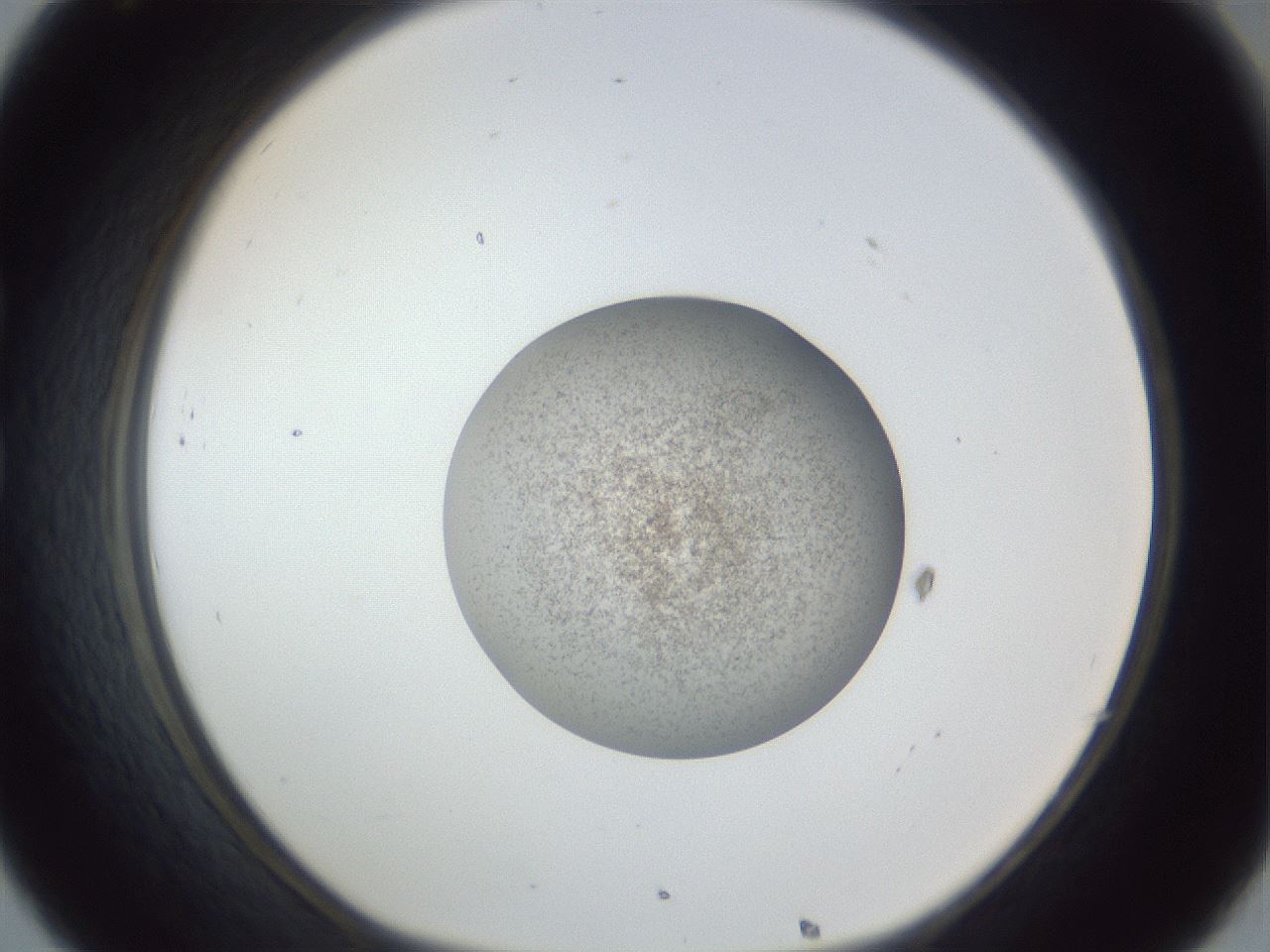 folderID252_plateID1252_batchID3997_wellNum32_profileID1_d1_r72524_ef.jpg