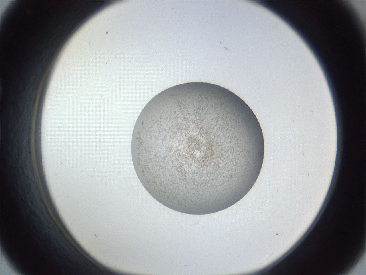 folderID252_plateID1252_batchID3997_wellNum33_profileID1_d1_r72526_ef.jpg