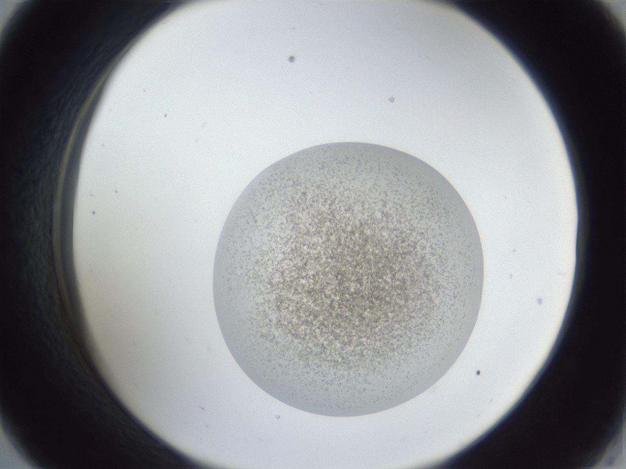 folderID252_plateID1252_batchID3997_wellNum33_profileID1_d2_r72527_ef.jpg