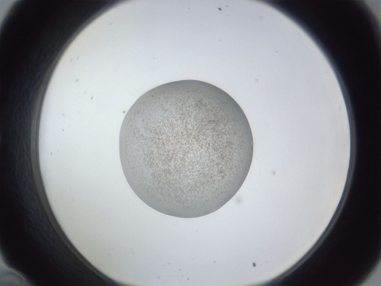 folderID252_plateID1252_batchID3997_wellNum34_profileID1_d1_r72528_ef.jpg
