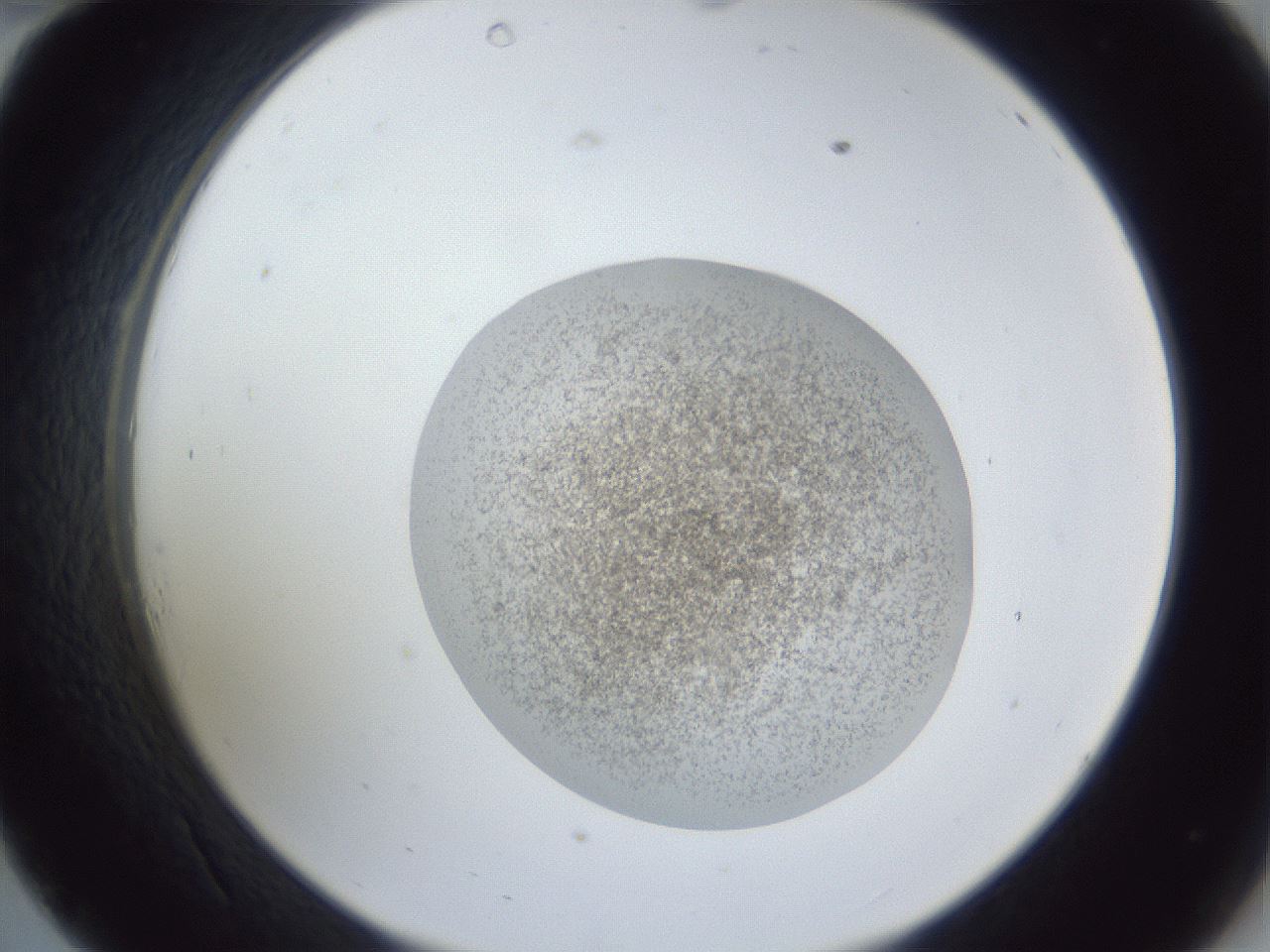 folderID252_plateID1252_batchID3997_wellNum34_profileID1_d2_r72529_ef.jpg