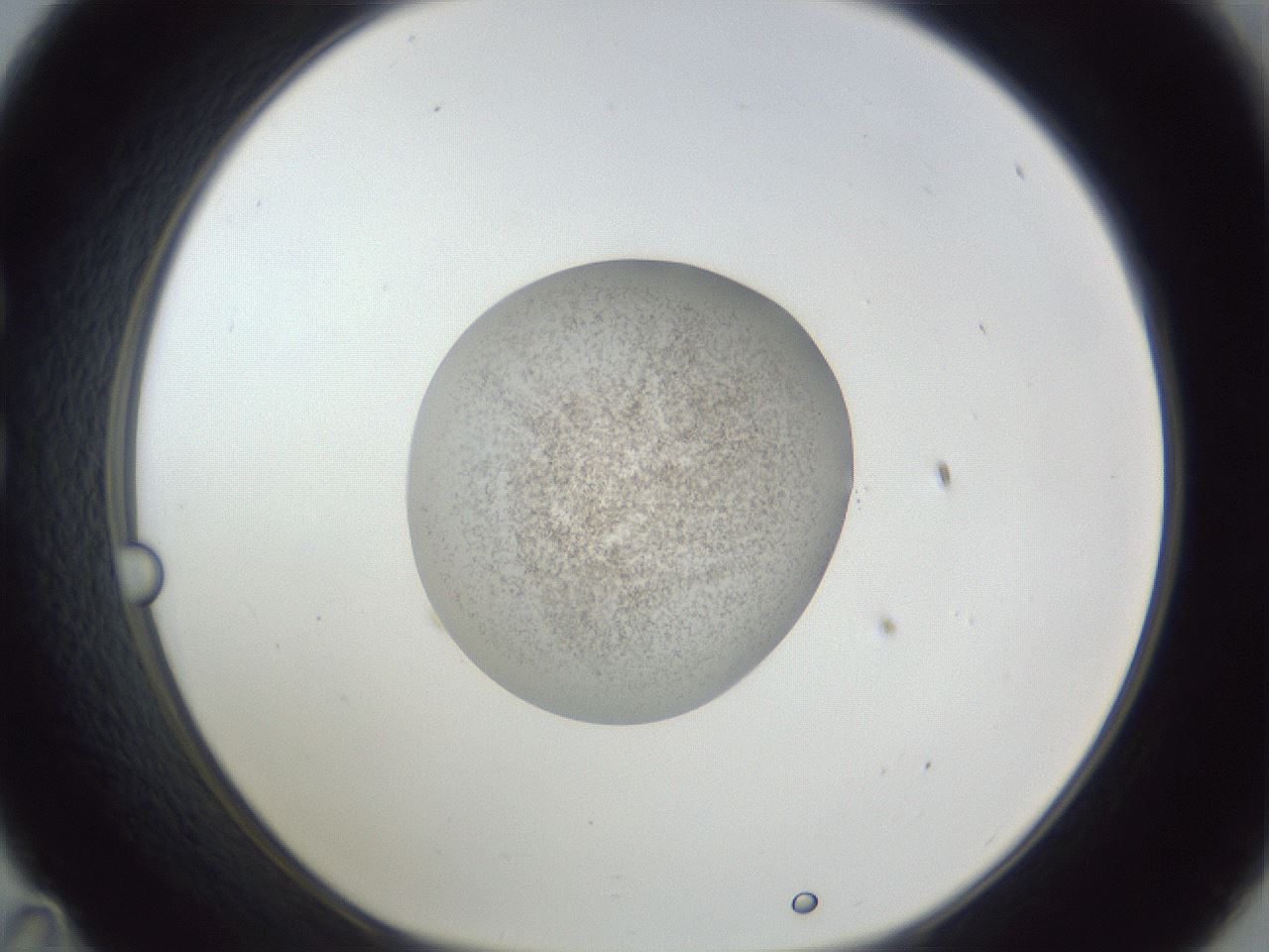 folderID252_plateID1252_batchID3997_wellNum35_profileID1_d1_r72530_ef.jpg