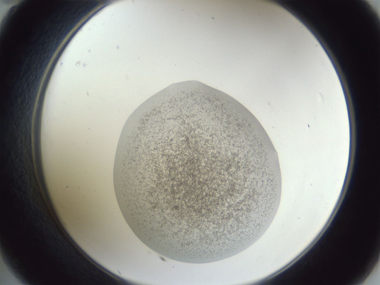 folderID252_plateID1252_batchID3997_wellNum35_profileID1_d2_r72531_ef.jpg