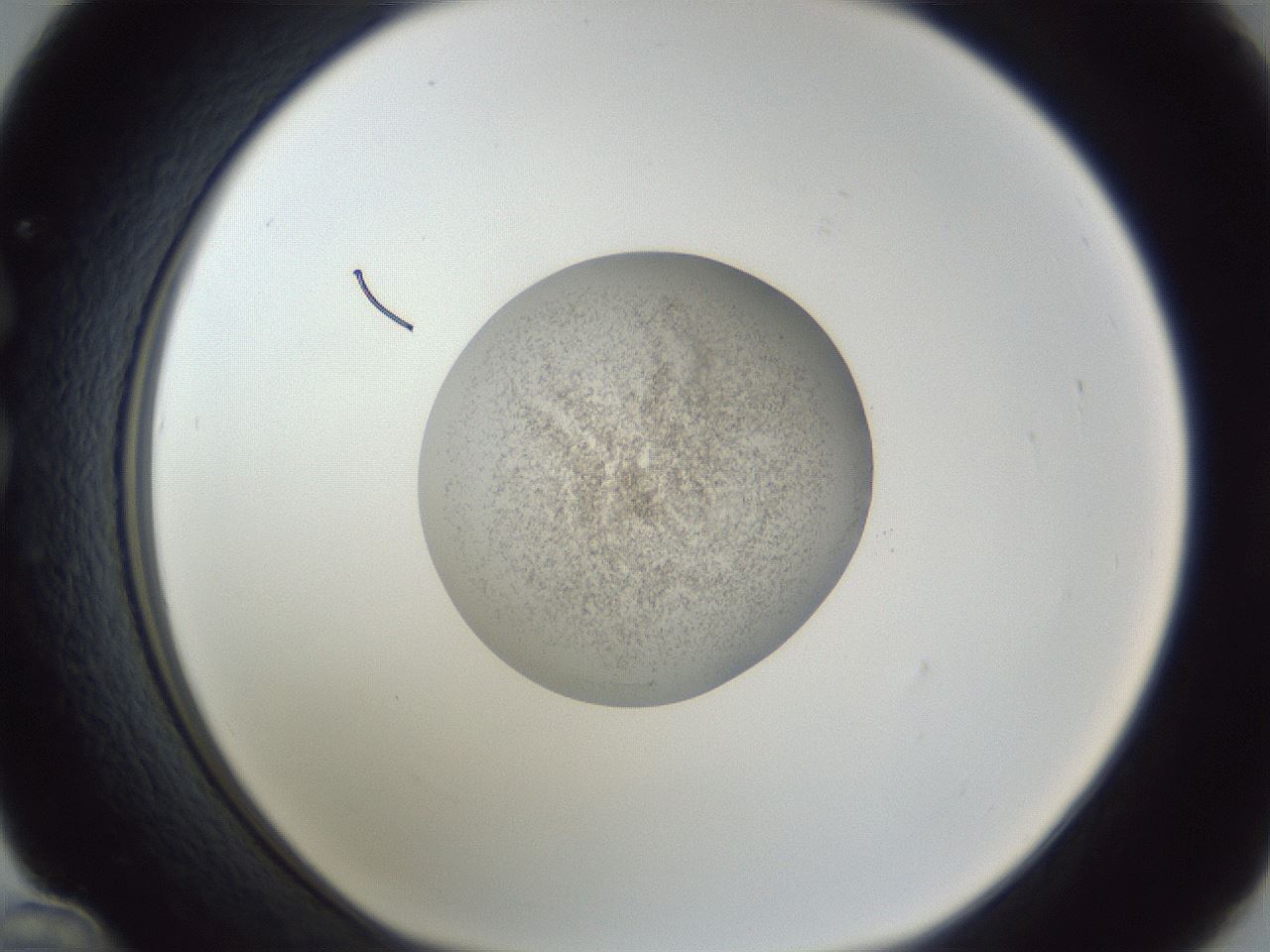 folderID252_plateID1252_batchID3997_wellNum36_profileID1_d1_r72532_ef.jpg