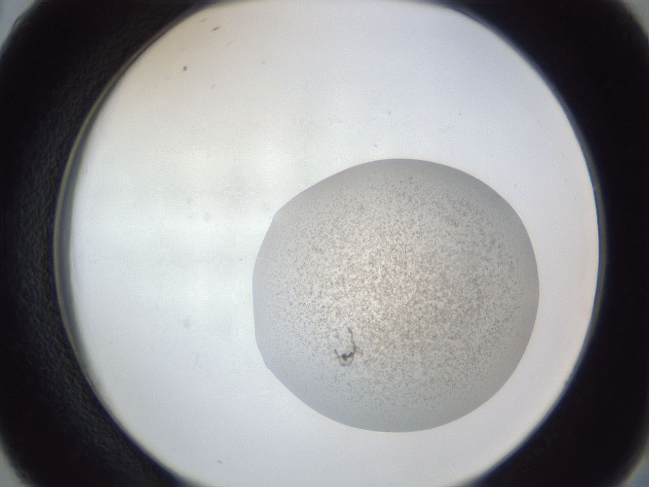 folderID252_plateID1252_batchID3997_wellNum38_profileID1_d2_r72537_ef.jpg