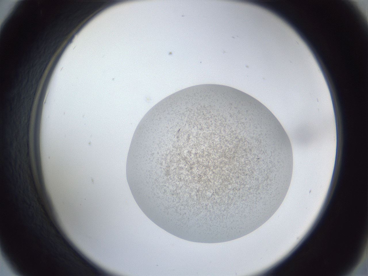 folderID252_plateID1252_batchID3997_wellNum42_profileID1_d2_r72545_ef.jpg