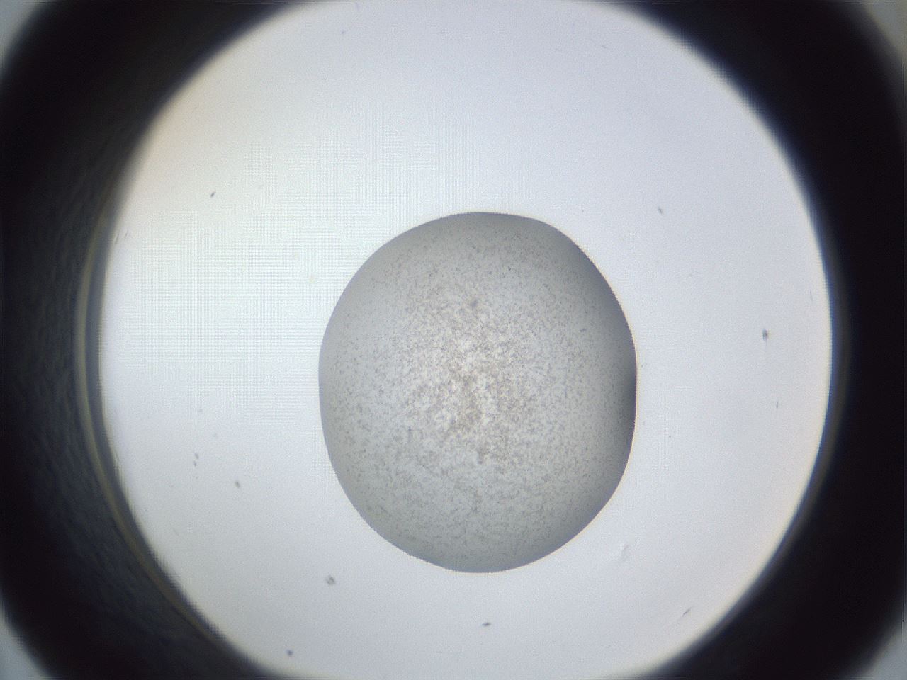 folderID252_plateID1252_batchID3997_wellNum43_profileID1_d1_r72546_ef.jpg