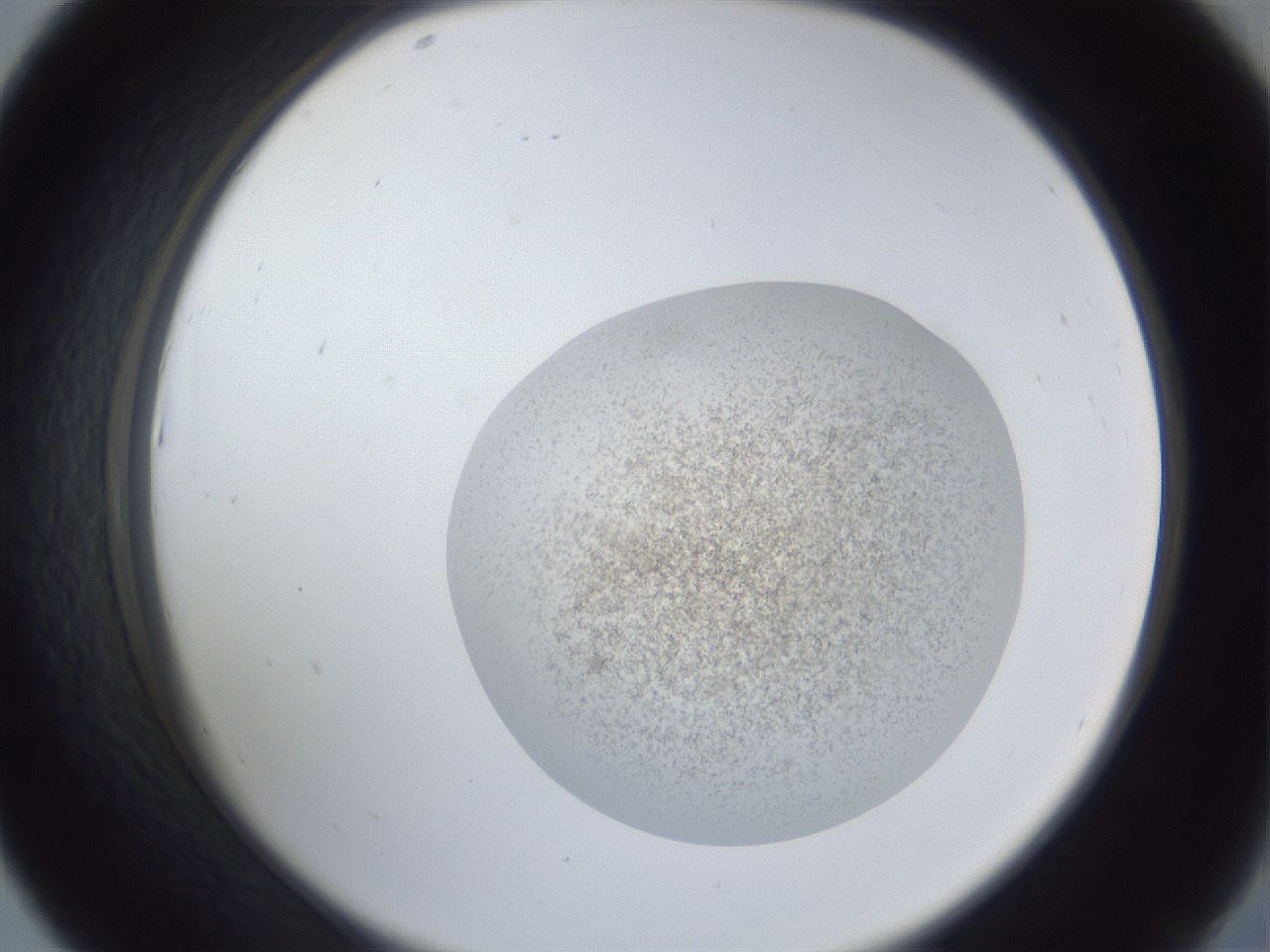 folderID252_plateID1252_batchID3997_wellNum43_profileID1_d2_r72547_ef.jpg