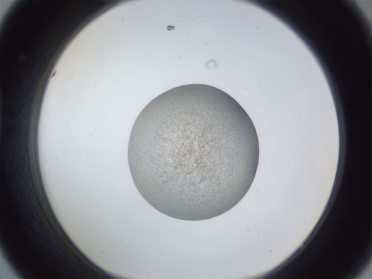folderID252_plateID1252_batchID3997_wellNum44_profileID1_d1_r72548_ef.jpg