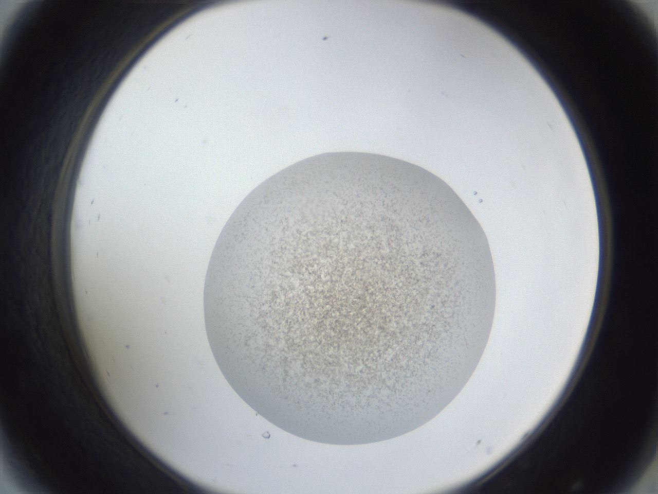 folderID252_plateID1252_batchID3997_wellNum44_profileID1_d2_r72549_ef.jpg