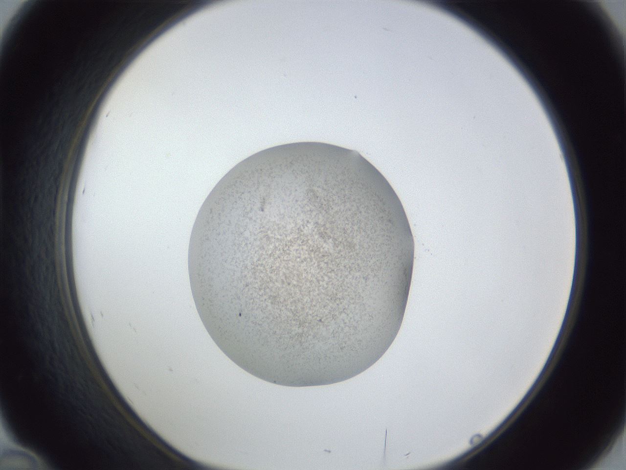folderID252_plateID1252_batchID3997_wellNum46_profileID1_d1_r72552_ef.jpg
