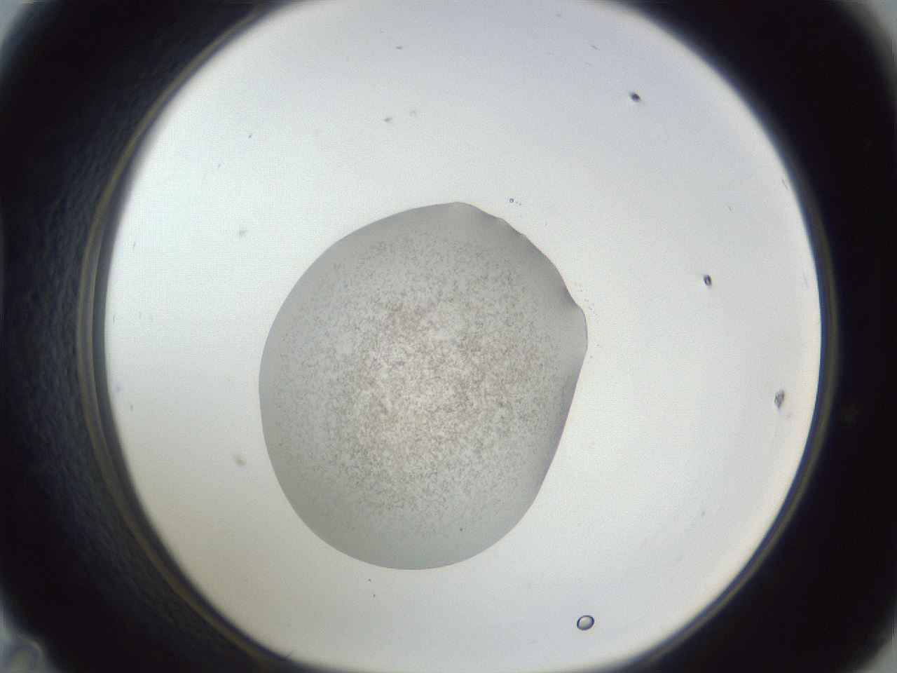 folderID252_plateID1252_batchID3997_wellNum47_profileID1_d1_r72554_ef.jpg