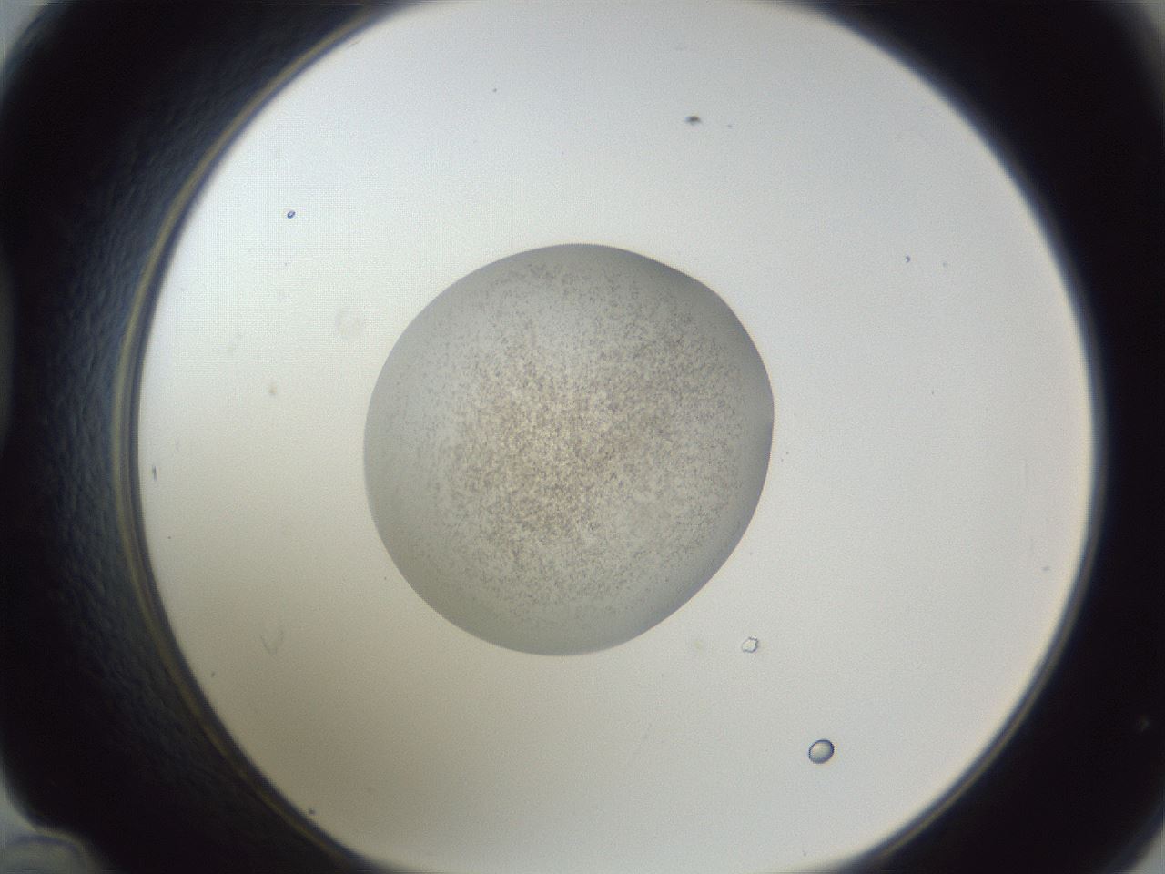folderID252_plateID1252_batchID3997_wellNum48_profileID1_d1_r72556_ef.jpg