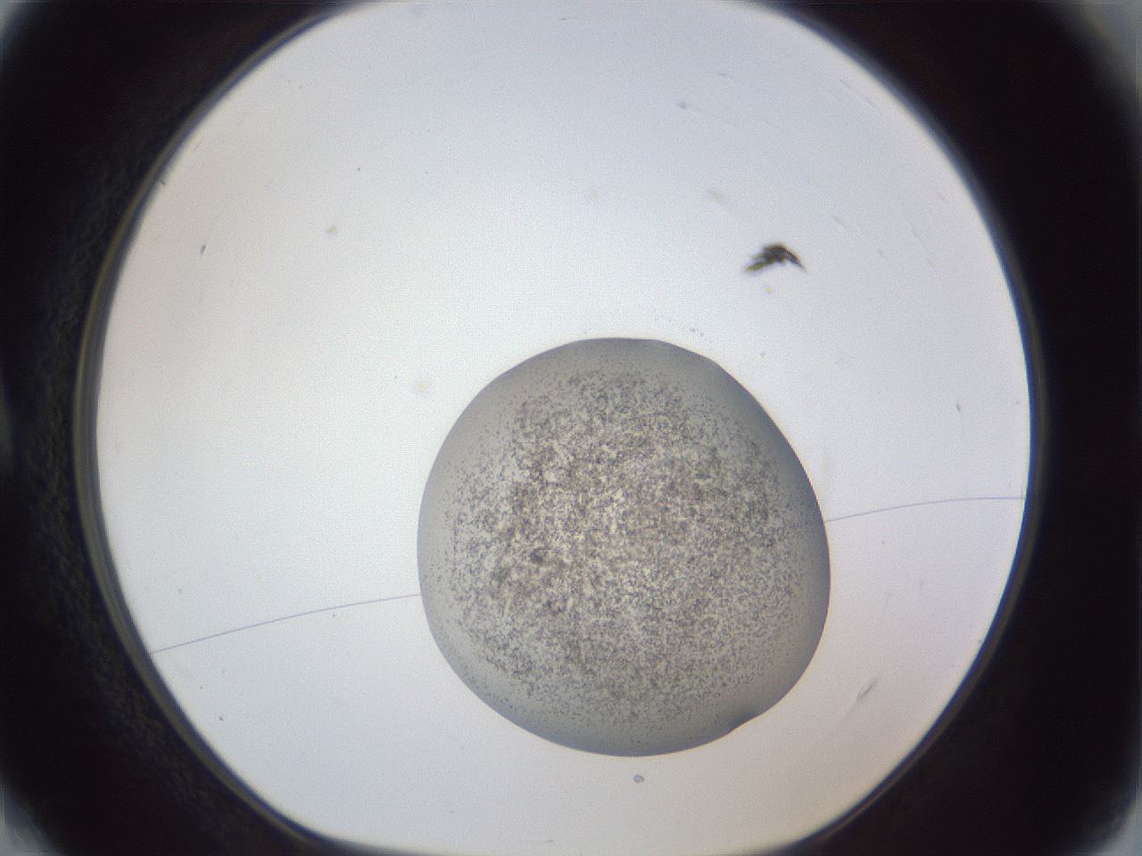 folderID252_plateID1252_batchID3997_wellNum4_profileID1_d1_r72468_ef.jpg