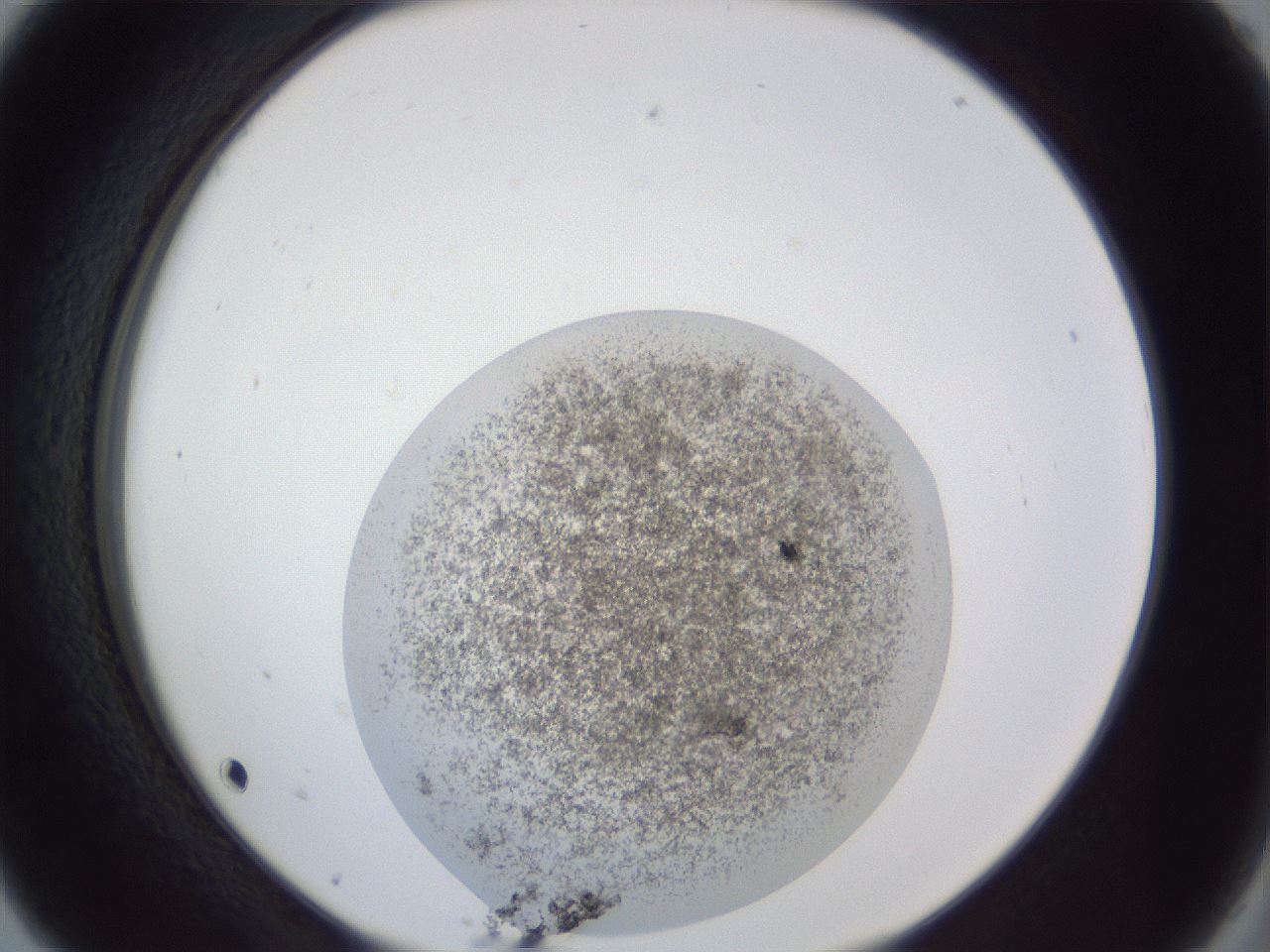 folderID252_plateID1252_batchID3997_wellNum5_profileID1_d2_r72471_ef.jpg