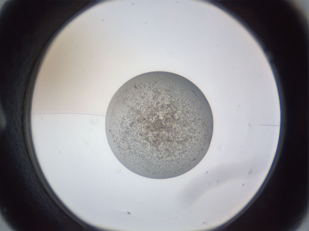 folderID252_plateID1252_batchID3997_wellNum7_profileID1_d1_r72474_ef.jpg