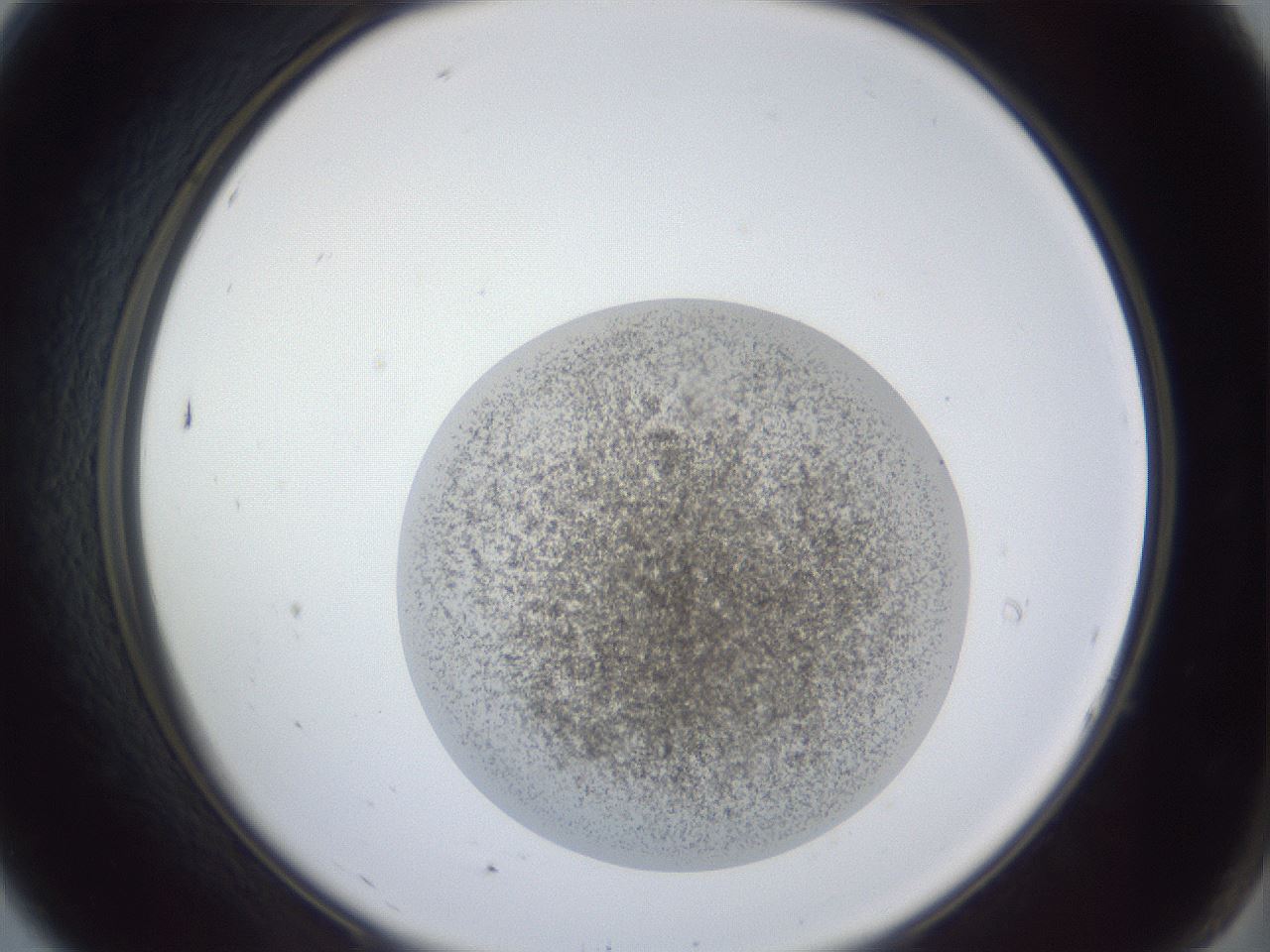 folderID252_plateID1252_batchID3997_wellNum7_profileID1_d2_r72475_ef.jpg