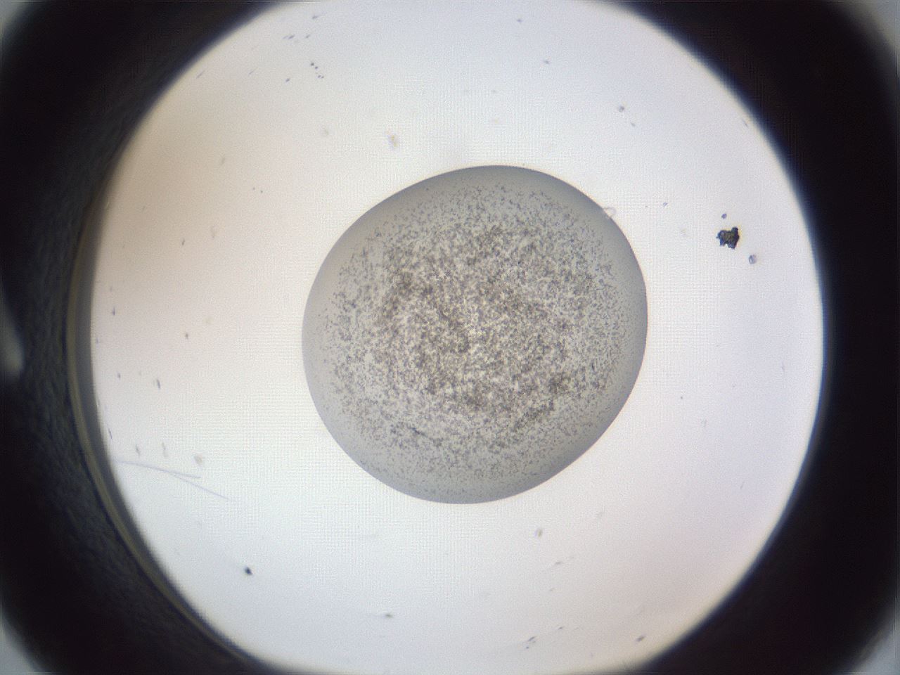 folderID252_plateID1252_batchID3997_wellNum8_profileID1_d1_r72476_ef.jpg