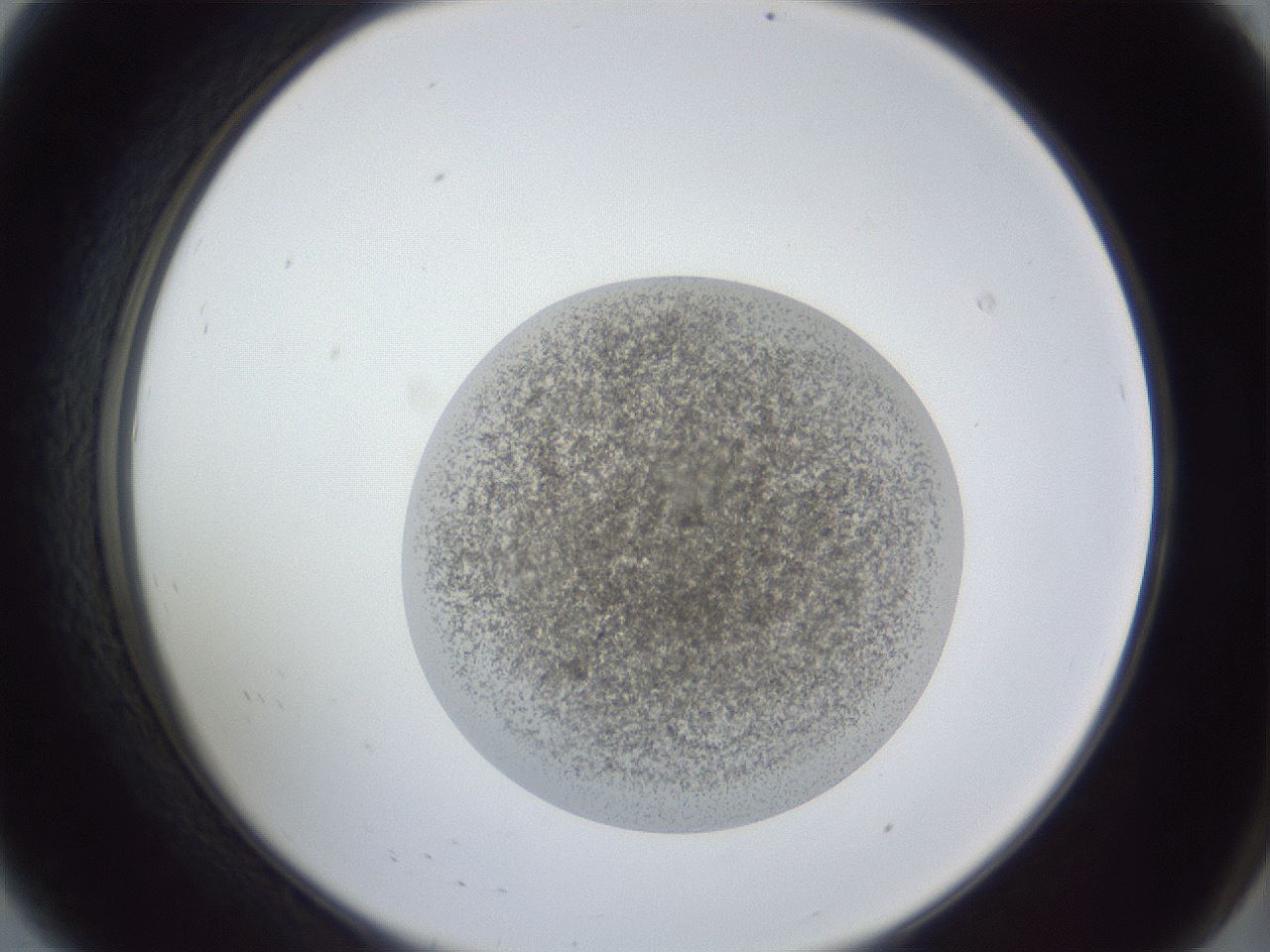 folderID252_plateID1252_batchID3997_wellNum8_profileID1_d2_r72477_ef.jpg
