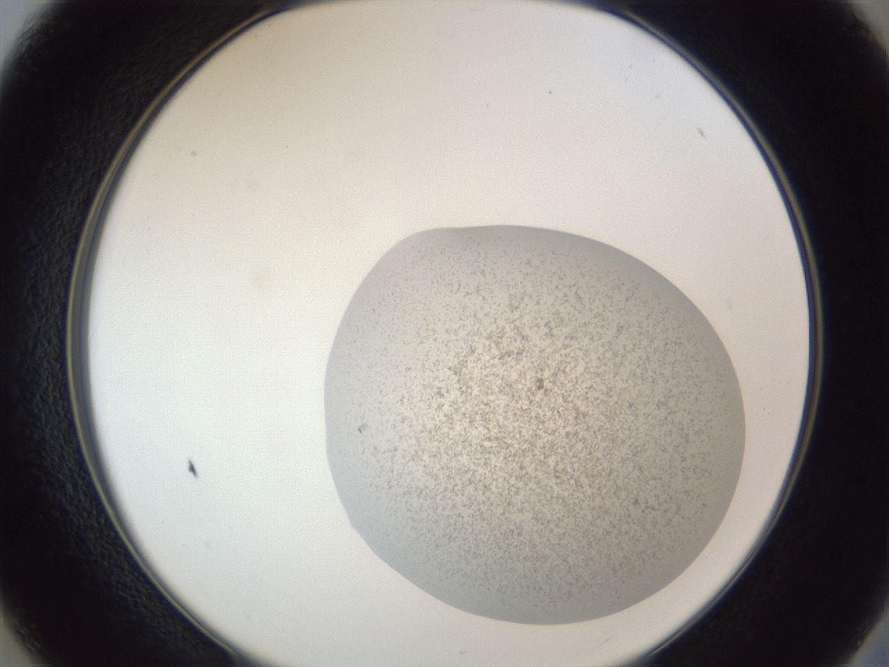 folderID252_plateID1252_batchID3997_wellNum37_profileID1_d2_r72535_ef.jpg