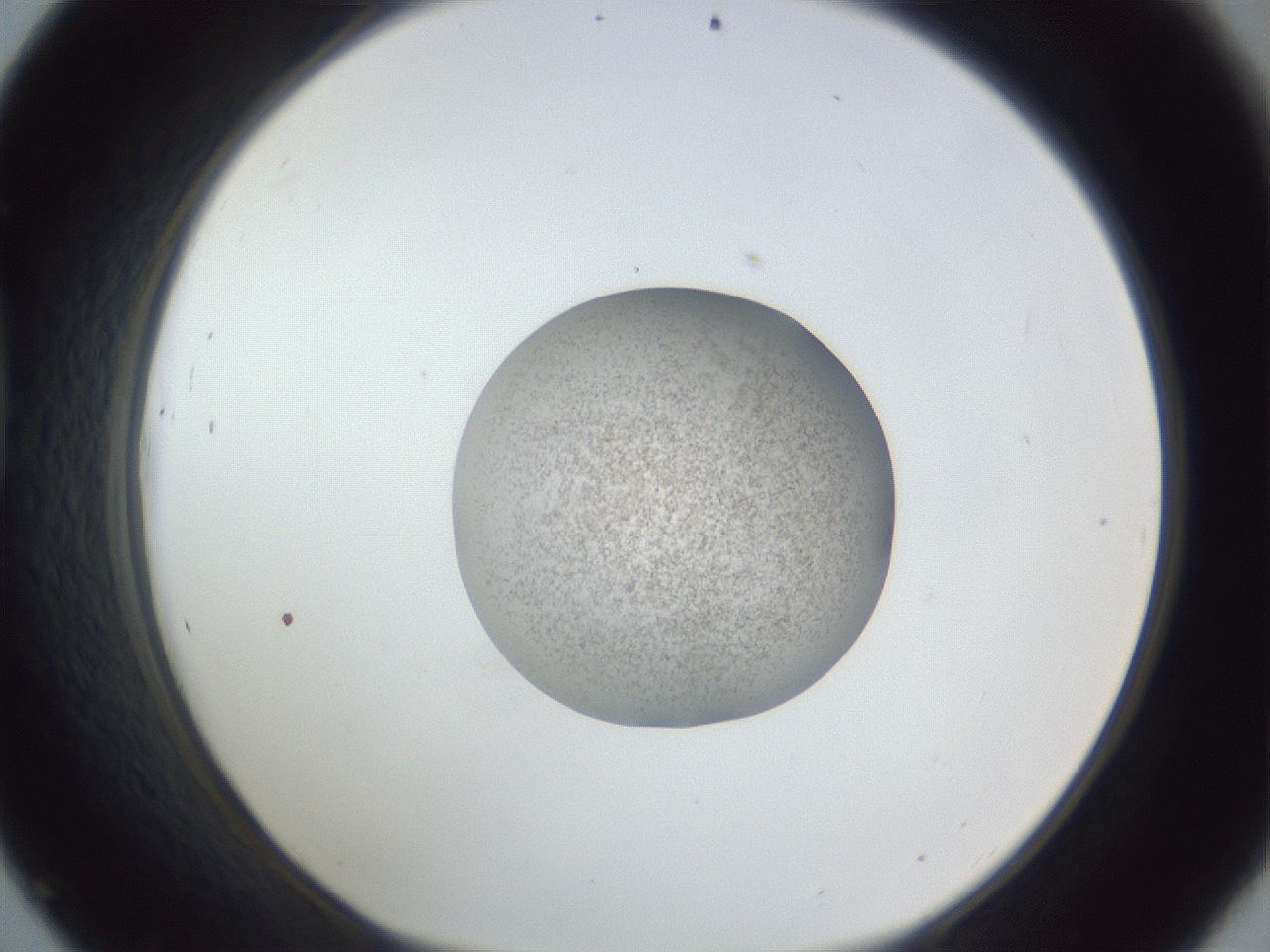 folderID252_plateID1252_batchID3997_wellNum45_profileID1_d1_r72550_ef.jpg