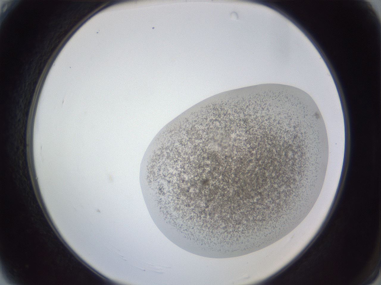folderID252_plateID1252_batchID3997_wellNum4_profileID1_d2_r72469_ef.jpg