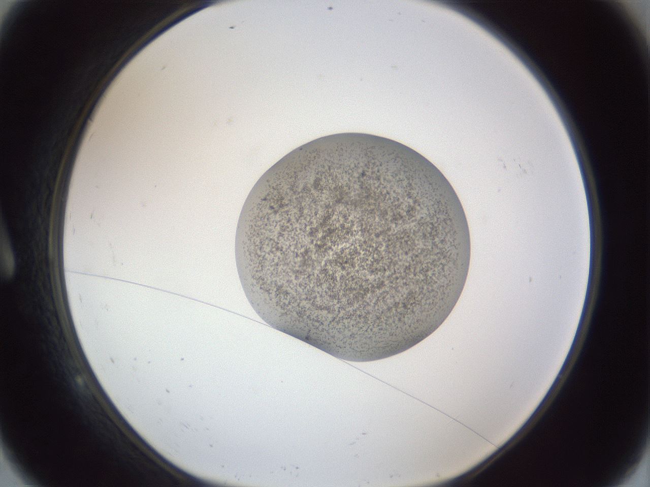 folderID252_plateID1252_batchID3997_wellNum9_profileID1_d1_r72478_ef.jpg