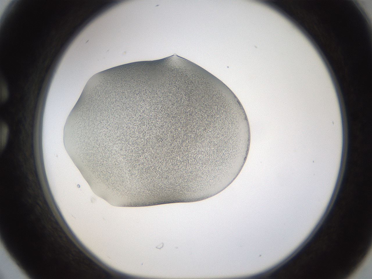 folderID253_plateID1253_batchID3988_wellNum30_profileID1_d1_r72587_ef.jpg