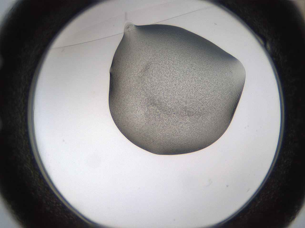 folderID253_plateID1253_batchID3988_wellNum49_profileID1_d1_r72606_ef.jpg