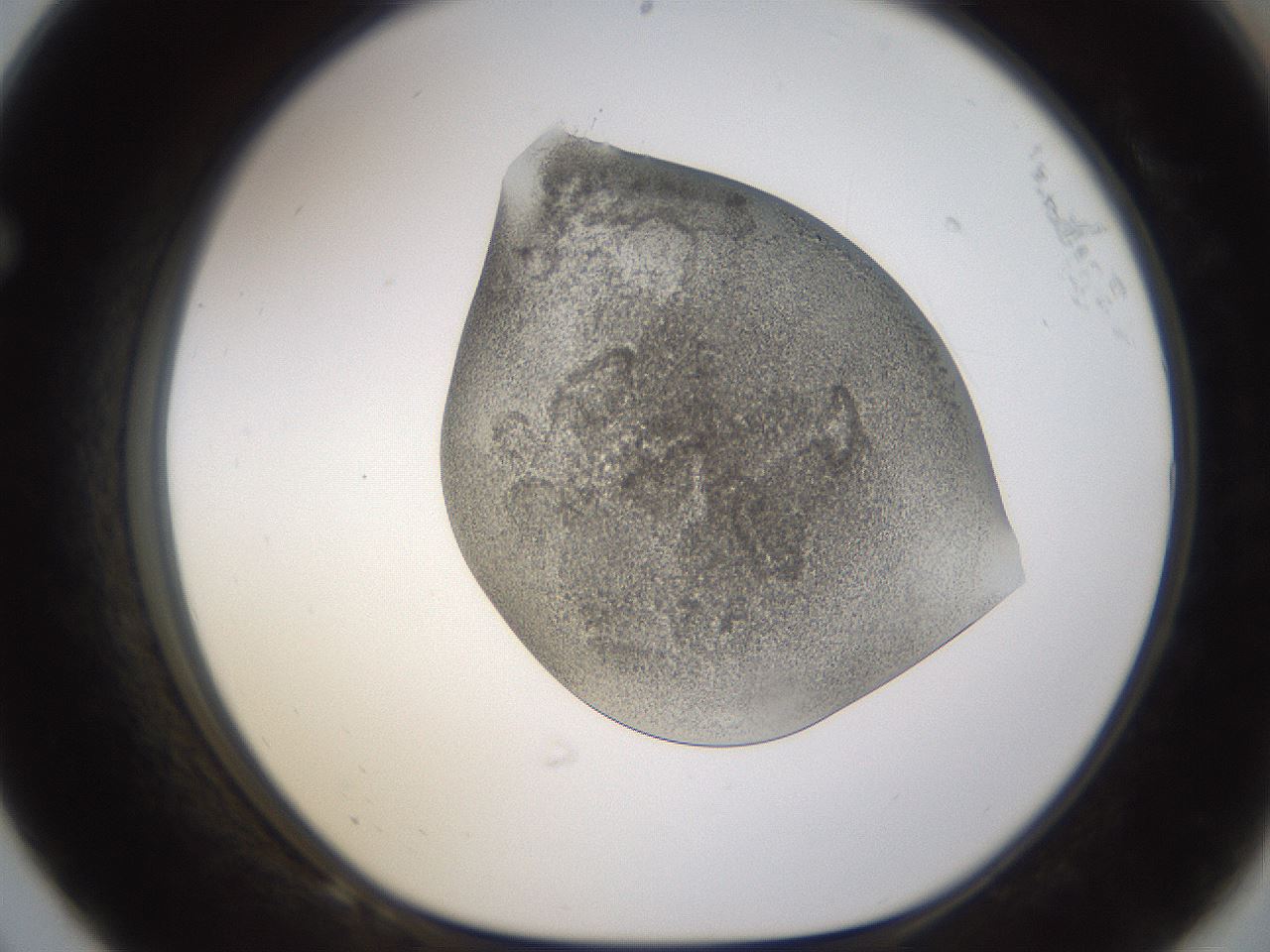 folderID253_plateID1253_batchID3988_wellNum68_profileID1_d1_r72625_ef.jpg