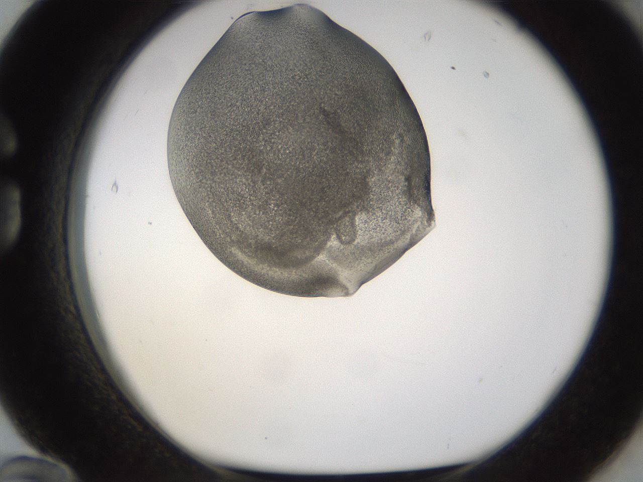 folderID253_plateID1253_batchID3988_wellNum84_profileID1_d1_r72641_ef.jpg
