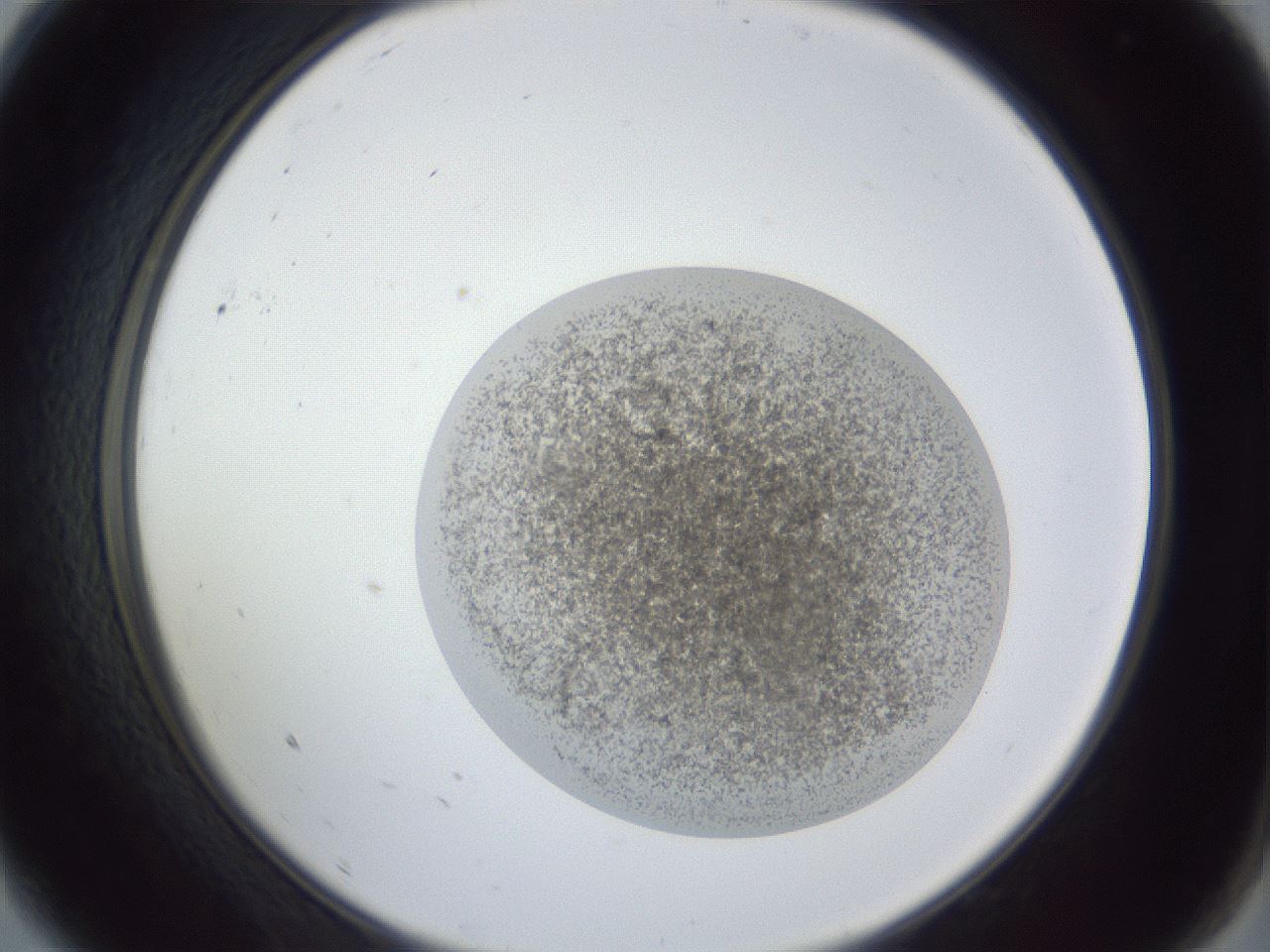 folderID252_plateID1252_batchID3997_wellNum9_profileID1_d2_r72479_ef.jpg