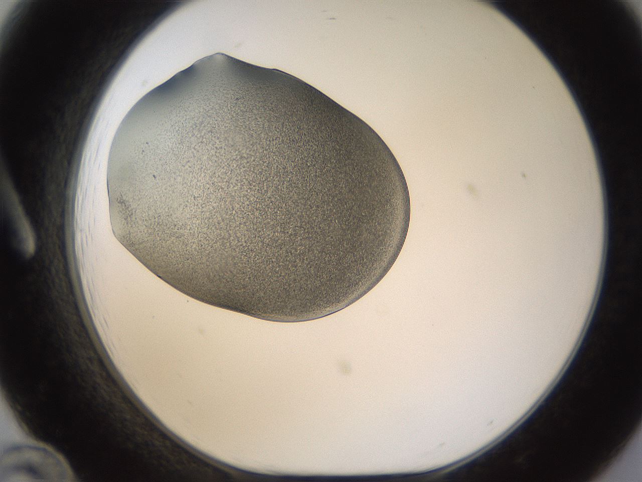 folderID253_plateID1253_batchID3988_wellNum12_profileID1_d1_r72569_ef.jpg