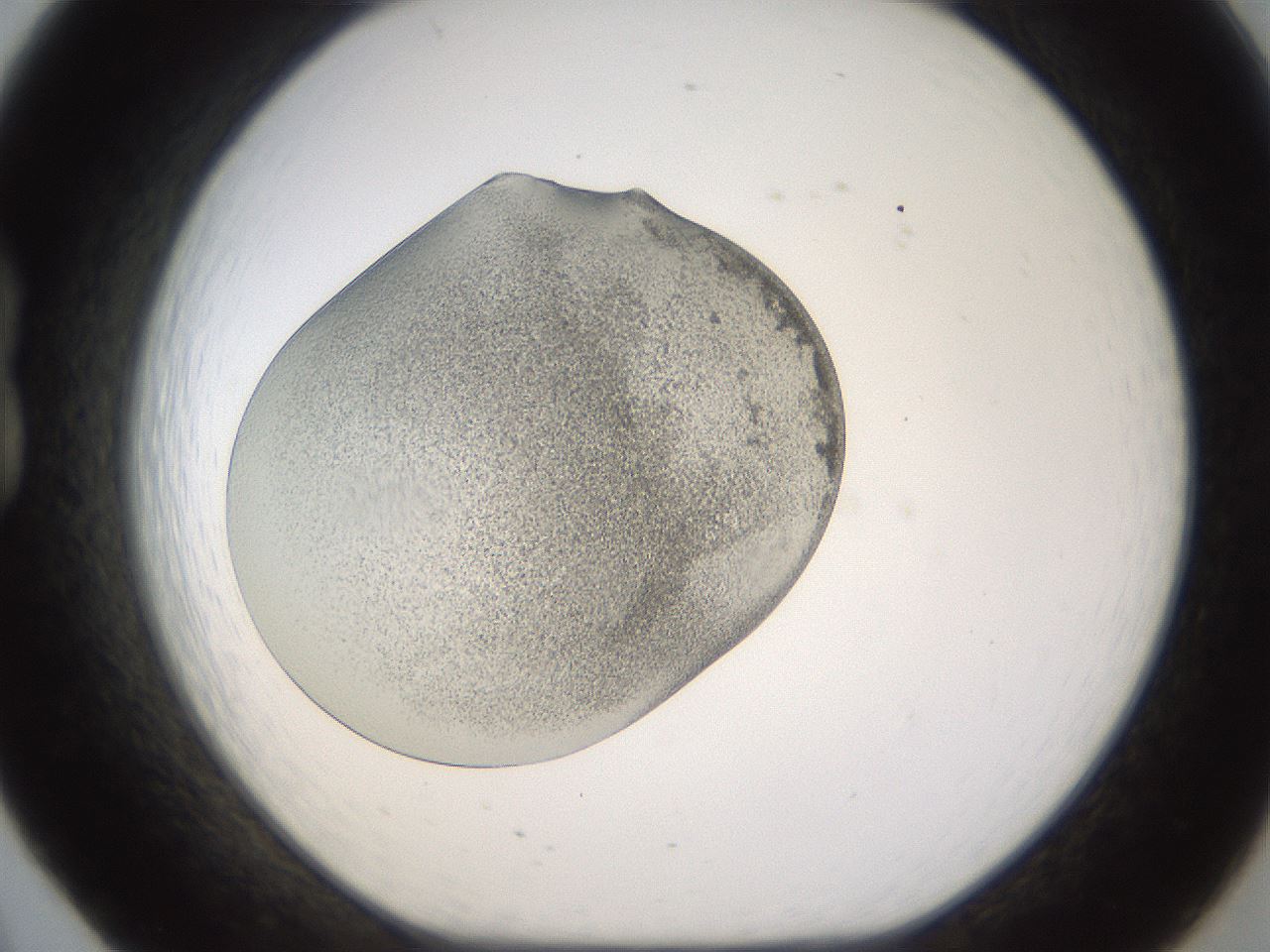 folderID253_plateID1253_batchID3988_wellNum20_profileID1_d1_r72577_ef.jpg
